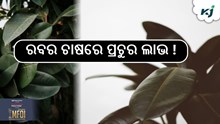 ରବର ଚାଷରେ ପ୍ରଚୁର ଲାଭ, ଜାଣନ୍ତୁ ଚାଷ ପଦ୍ଧତି...! ରବର ଚାଷରେ ପ୍ରଚୁର ଲାଭ, ଜାଣନ୍ତୁ ଚାଷ ପଦ୍ଧତି...!