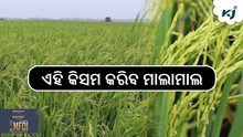 Farming News: ଧାନର ଏହି କିସମ କରିବ ମାଲାମାଲ  Farming News: ଧାନର ଏହି କିସମ କରିବ ମାଲାମାଲ