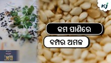 ଉନ୍ନତ କିସମ ରାଶି ଚାଷ, କମ ପାଣିରେ ଦେବ ବମ୍ପର ଅମଳ ଉନ୍ନତ କିସମ ରାଶି ଚାଷ, କମ ପାଣିରେ ଦେବ ବମ୍ପର ଅମଳ