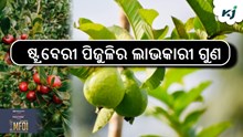 ଜାଣନ୍ତୁ, ଷ୍ଟ୍ରବେରୀ ପିଜୁଳିର ଲାଭକାରୀ ଗୁଣ 