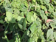 ଏହି ଗଛର ପତ୍ର ଓ ଫଳରେ ରହିଛି ଔଷଧୀୟ ଗୁଣ !