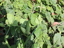 ଏହି ଗଛର ପତ୍ର ଓ ଫଳରେ ରହିଛି ଔଷଧୀୟ ଗୁଣ !