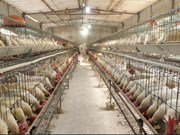 ଖରାଦିନରେ କିପରି ନେବେ ବ୍ରଏଲର କୁକୁଡ଼ାଙ୍କ ଯତ୍ନ  