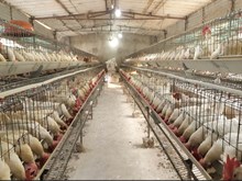 ଖରାଦିନରେ କିପରି ନେବେ ବ୍ରଏଲର କୁକୁଡ଼ାଙ୍କ ଯତ୍ନ   ଖରାଦିନରେ କିପରି ନେବେ ବ୍ରଏଲର କୁକୁଡ଼ାଙ୍କ ଯତ୍ନ