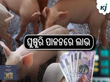 ଘୁଷୁରି ପାଳନରେ ଖର୍ଚ୍ଚ କମ ଲାଭ ଅଧିକ	 
