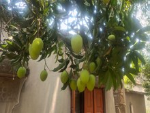 ପ୍ରଚଣ୍ଡ ଗରମରେ ଆମ୍ବ ଗଛର ଯତ୍ନ କିପରି ନେବେ ? ପ୍ରଚଣ୍ଡ ଗରମରେ ଆମ୍ବ ଗଛର ଯତ୍ନ କିପରି ନେବେ ?