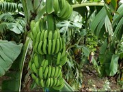 କଦଳୀ ଚାଷରୁ ବିପୁଳ ଆୟ କରିବାର ସୁଯୋଗ