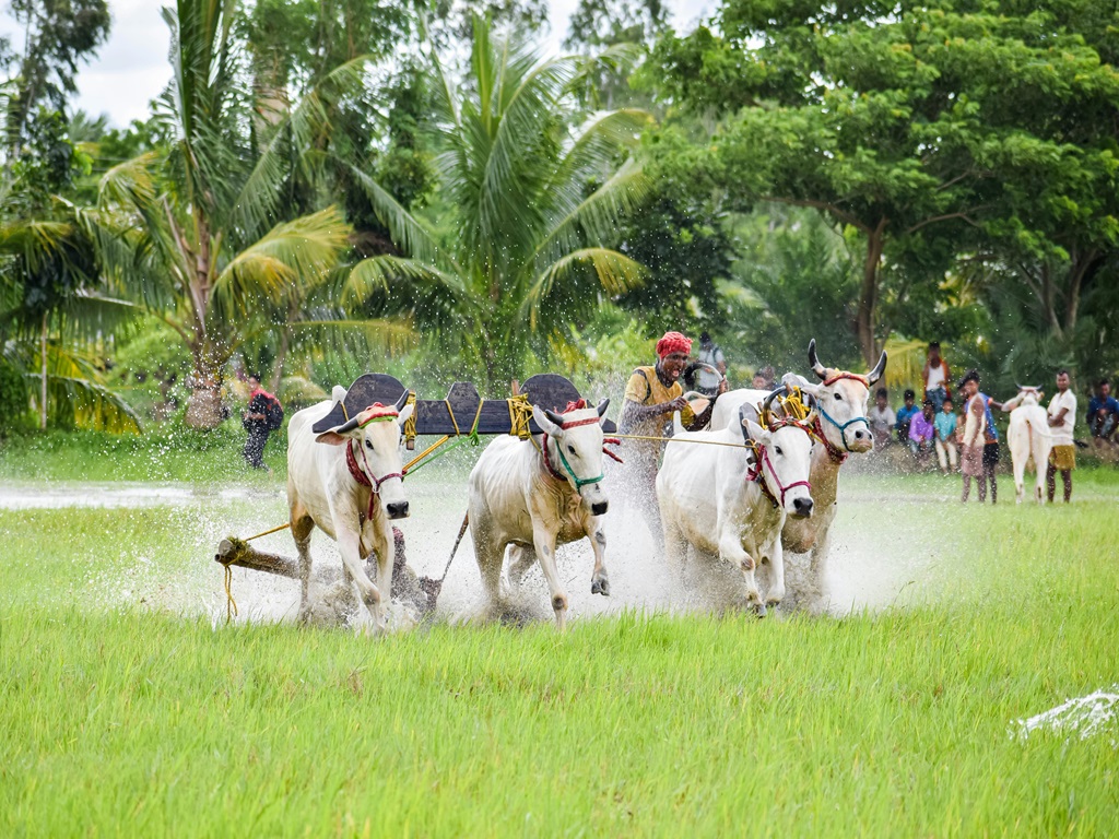 Boost Agricultural Exports from Odisha in Bhubaneswar, image source - pexels