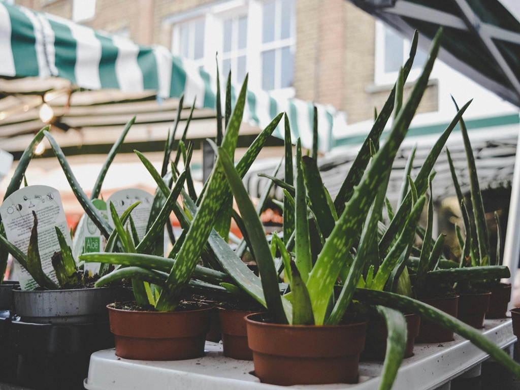 Make profit in aloe vera farming , image source - pexels