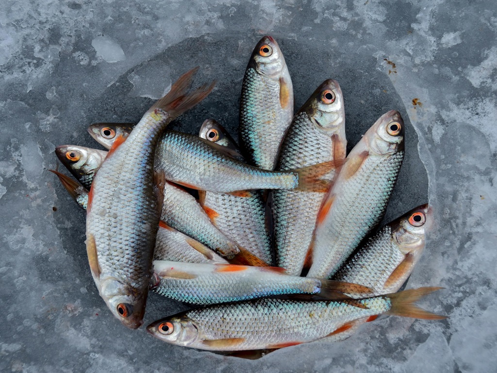 5th Marine Fisheries Census Goes Digital, image source - pexels