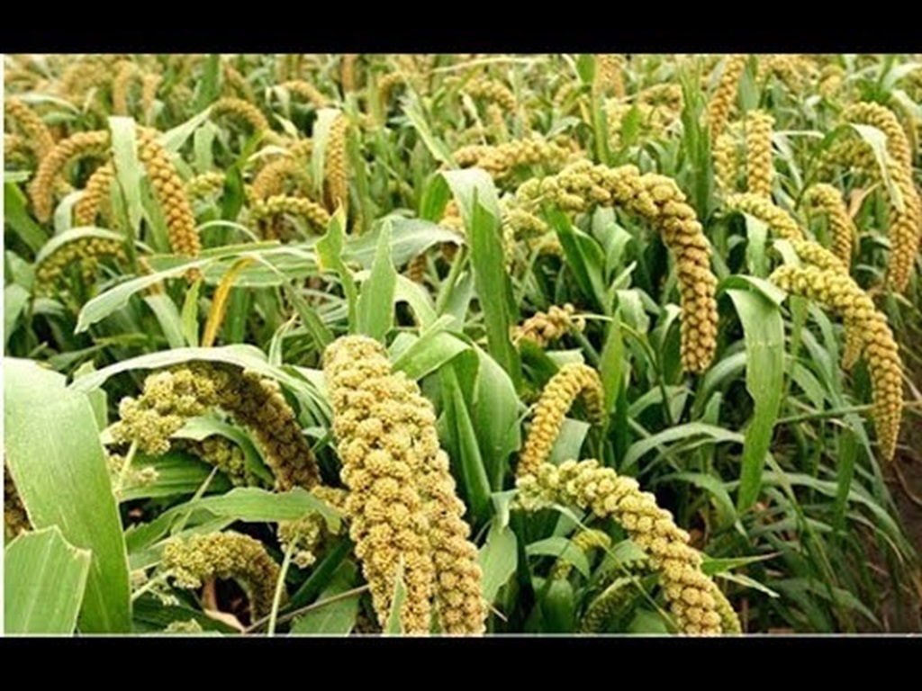 Profitable Foxtail Millet farming