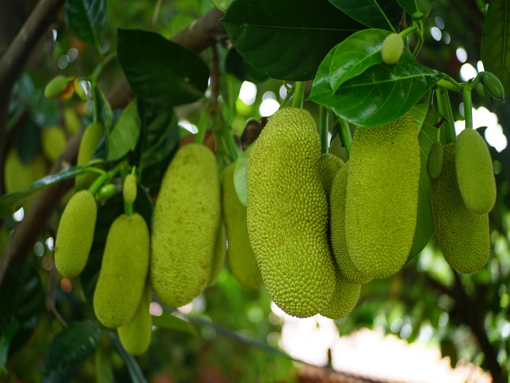 More income from these variety jackfruit cultivation, image source - pexels