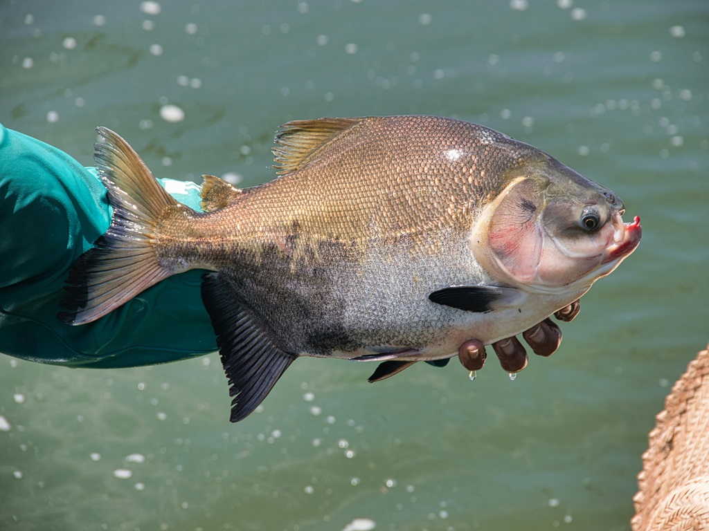 How to take care of fish in farming time ? , image source - pexels