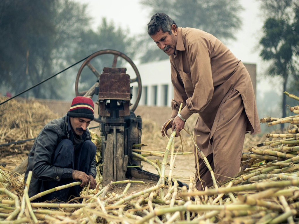 Sugar Mills to sugarcane farmers for sugar season, image source - pexels