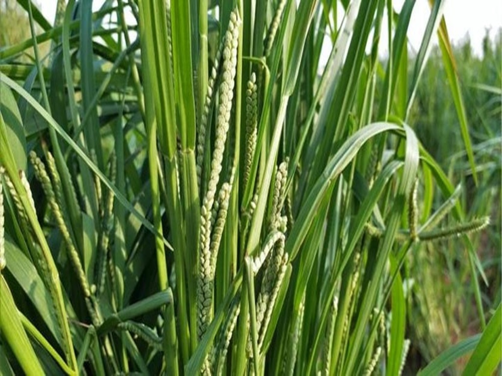 Make profit in Kodo Millet farming