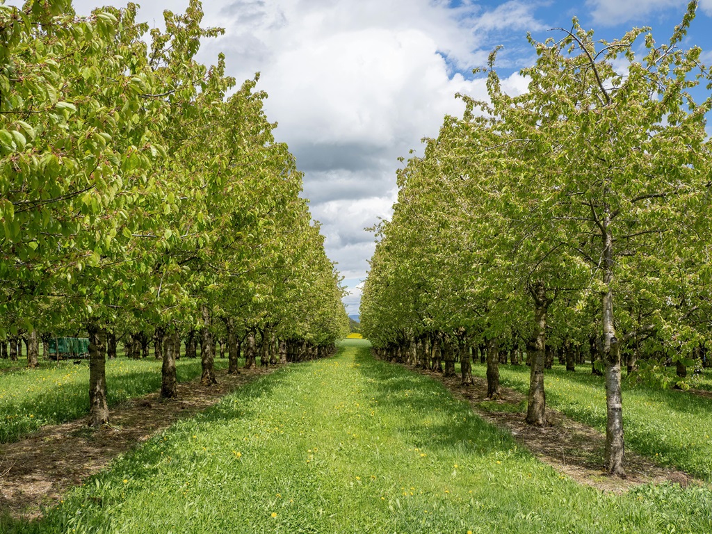 Farming tips and benefits, image source - pexels