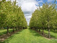 ଏହି ଗଛର ଚାଷ ତୁମକୁ କରିଦେବ କୋଟିପତି ! ଏହି ଗଛର ଚାଷ ତୁମକୁ କରିଦେବ କୋଟିପତି !