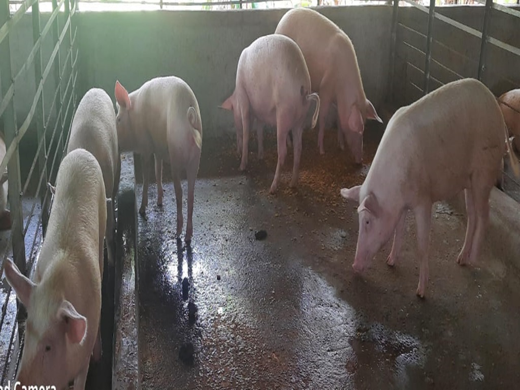 more profitable business is white pig farming