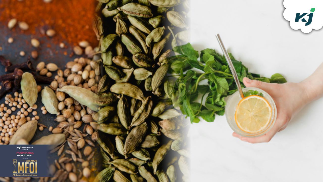 Herbs for summer cooling remedies, image source - pexels