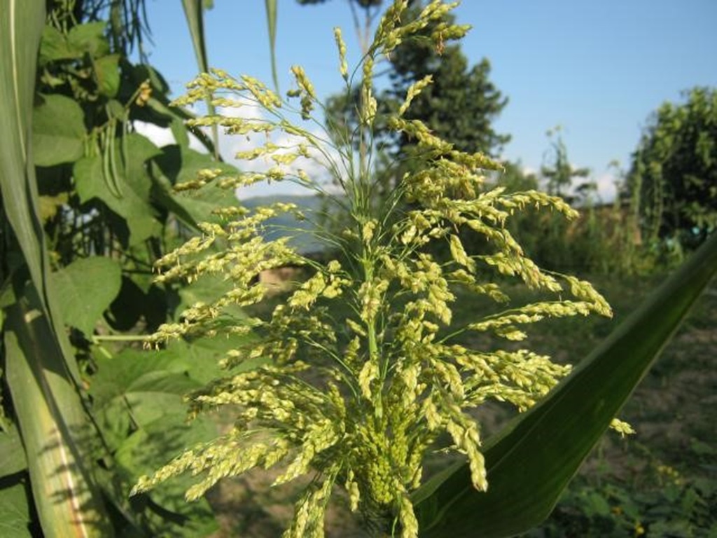 make profit in Common Millet farming