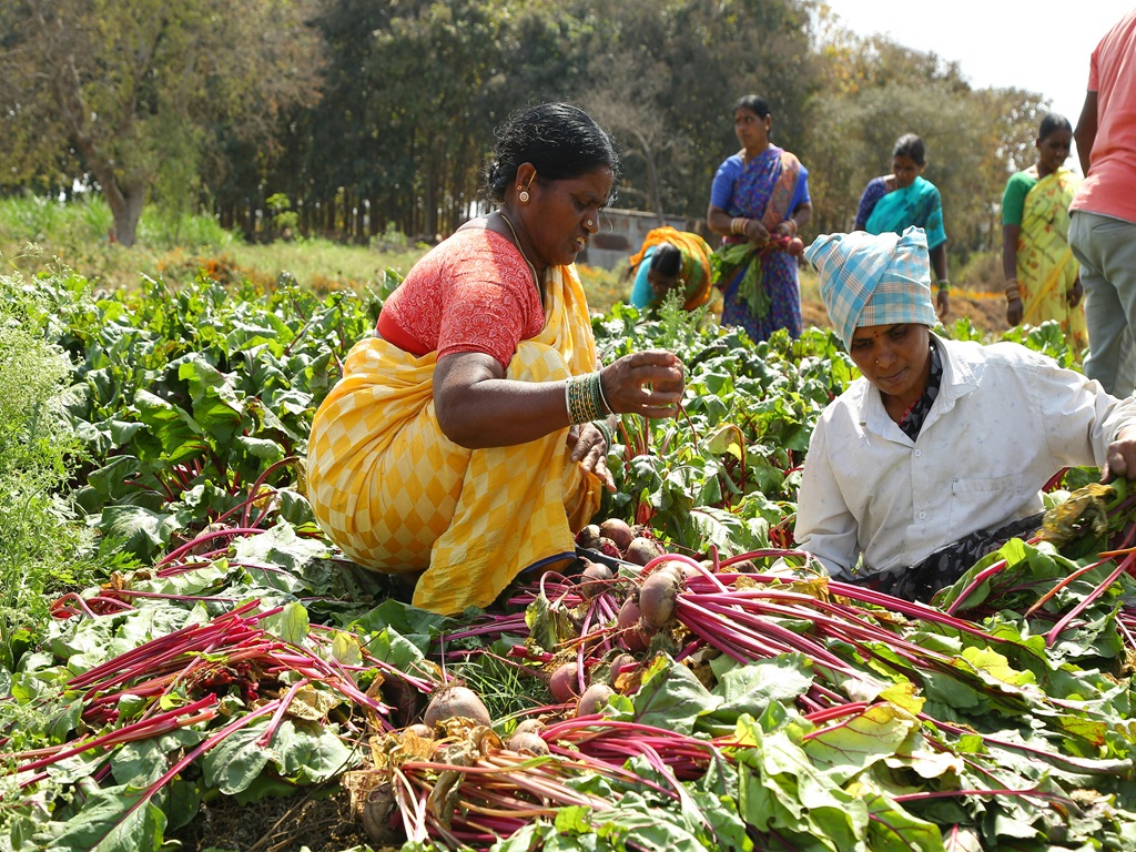 pm kisan 20th installment to be releases in June, image source - pexels