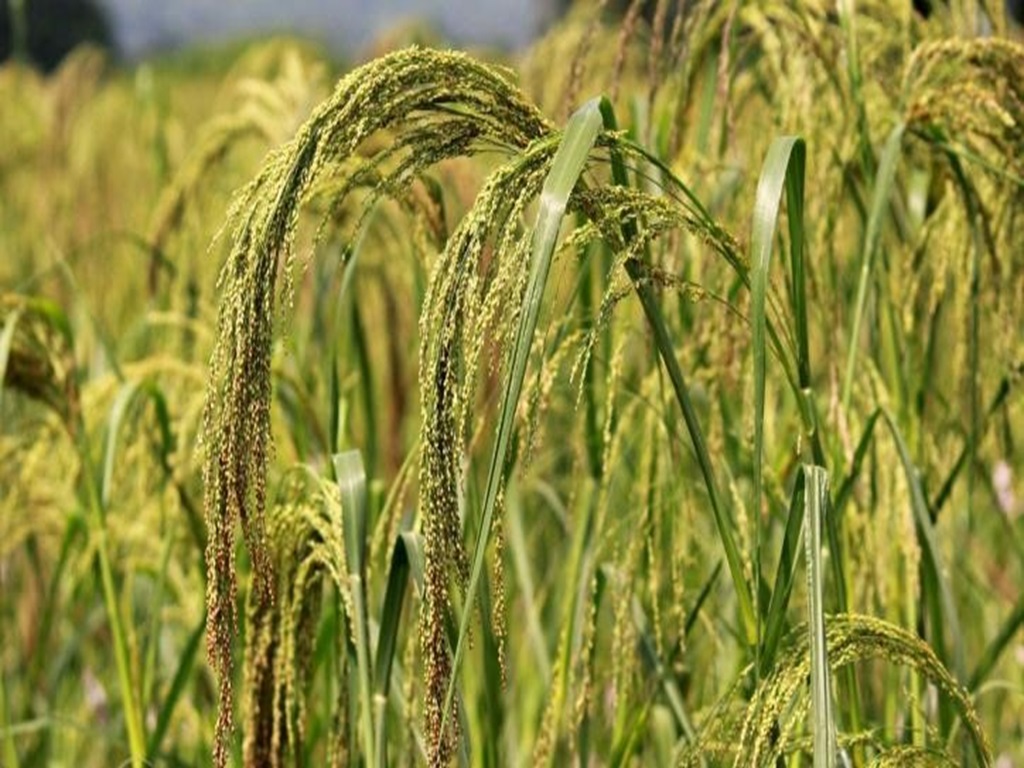 Make profit in little millet farming