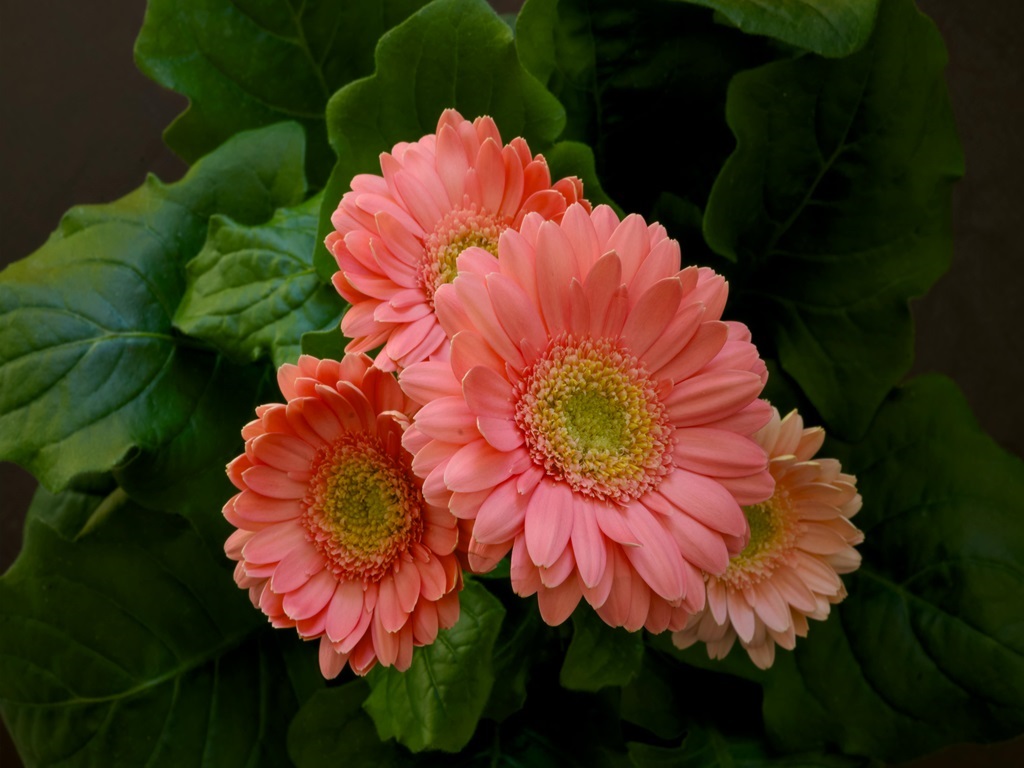 make profit in Gerbera Flower Farming, image source - pexels