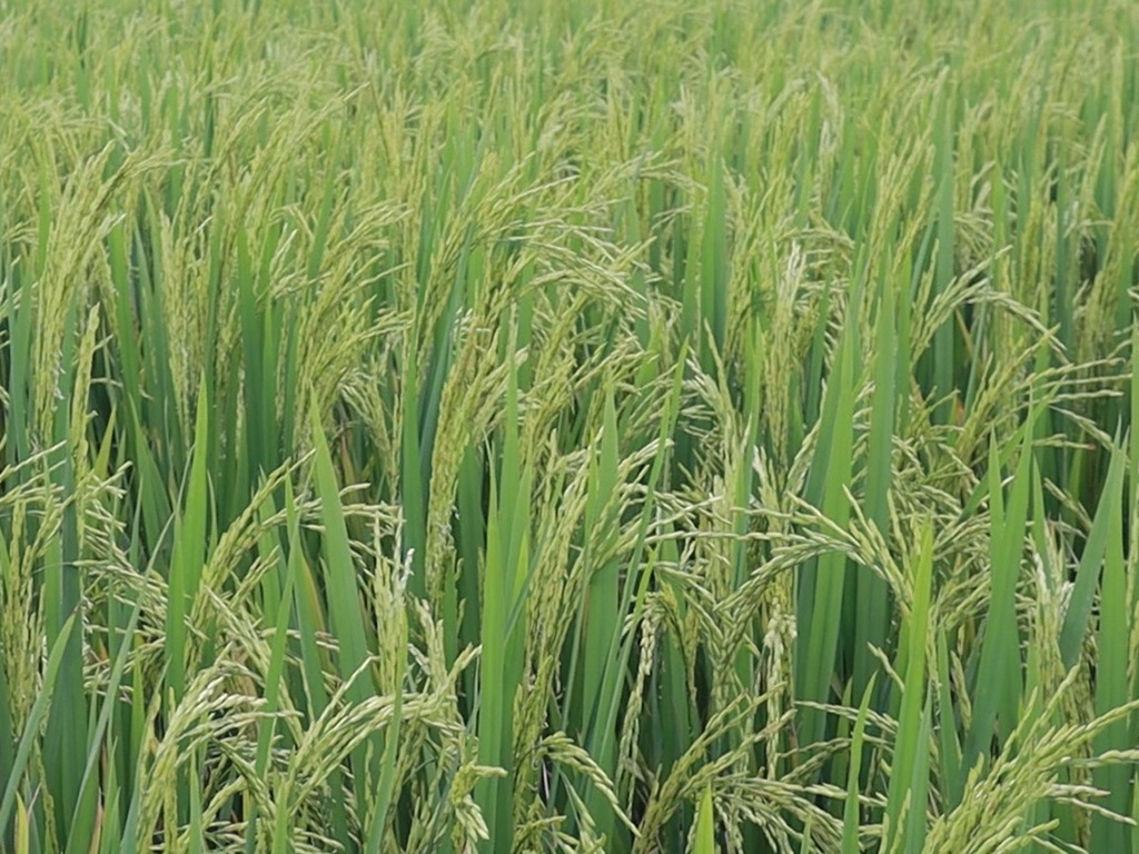 DRR Paddy 100 farming for odisha