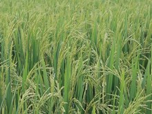 ଓଡ଼ିଶା ପାଇଁ CAR-IIRR ଦ୍ୱାରା ବିକଶିତ ଧାନ କିସମ: DRR Paddy 100 ଓଡ଼ିଶା ପାଇଁ CAR-IIRR ଦ୍ୱାରା ବିକଶିତ ଧାନ କିସମ: DRR Paddy 100