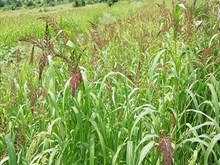 ଗୋଖାଦ୍ୟ ପାଇଁ ପୌଷ୍ଟିକ ଶସ୍ୟ ବିଲସୁଆଁ ବା ଜାଡ଼ି ...! ଗୋଖାଦ୍ୟ ପାଇଁ ପୌଷ୍ଟିକ ଶସ୍ୟ ବିଲସୁଆଁ ବା ଜାଡ଼ି ...!