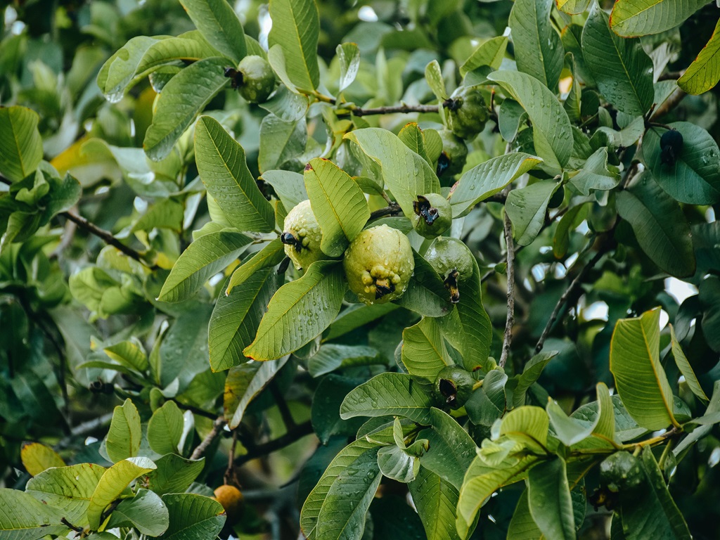 govt scheme facility in guava farming, image source - pexels