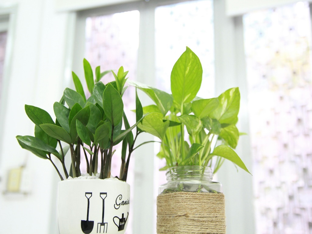 easy way to take care money plant tree , image source - pexels