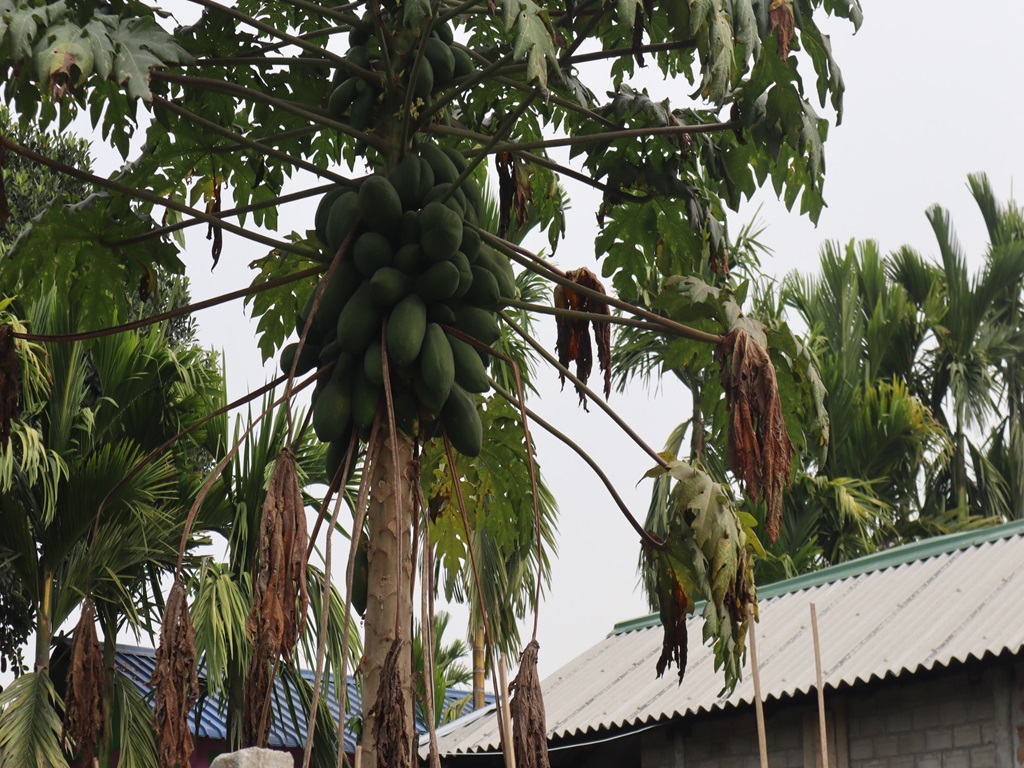 Spray these medicines in papaya farming