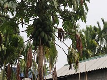 ପପିତା ଗଛରେ ଲାଗୁଛନ୍ତି କି ରୋଗପୋକ ? ଏହି ଔଷଧ ସିଞ୍ଚନ କରନ୍ତୁ... ପପିତା ଗଛରେ ଲାଗୁଛନ୍ତି କି ରୋଗପୋକ ? ଏହି ଔଷଧ ସିଞ୍ଚନ କରନ୍ତୁ...