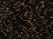 Clove Farming: ଏହି ମସଲା ଚାଷୀଙ୍କୁ ଧନୀ କରିଥାଏ! Clove Farming: ଏହି ମସଲା ଚାଷୀଙ୍କୁ ଧନୀ କରିଥାଏ!