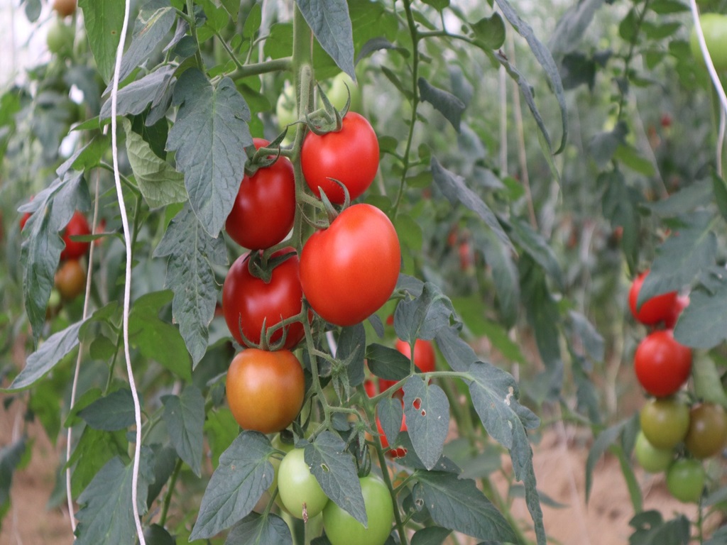 Farmers spray naa liquid to avoid crop loss