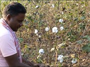 ଆଧୁନିକ କୌଶଳ ସହିତ କପା ଉତ୍ପାଦନ ବୃଦ୍ଧି..