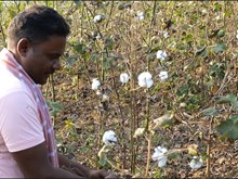 ଆଧୁନିକ କୌଶଳ ସହିତ କପା ଉତ୍ପାଦନ ବୃଦ୍ଧି.. ଆଧୁନିକ କୌଶଳ ସହିତ କପା ଉତ୍ପାଦନ ବୃଦ୍ଧି..