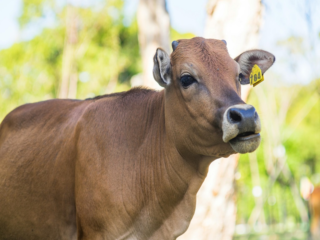 Prevention of infectious diseases, image source - pexels
