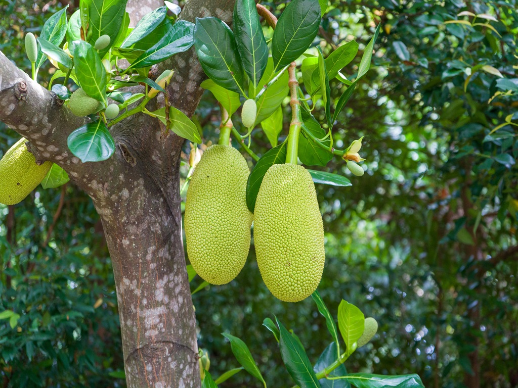 jackfruit superfood in summer season, image source - pexels