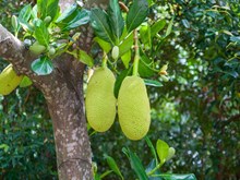 Jackfruit Health Benefits: ଗ୍ରୀଷ୍ମ ଋତୁରେ ସୁପରଫୁଡ ଲାଭକାରୀ ପଣସ....