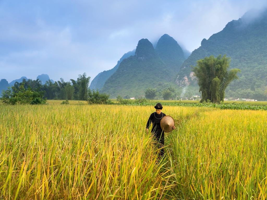Do this trick before transplanting paddy, image source - pexels