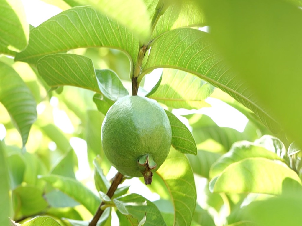 Prepare the field for guava plants