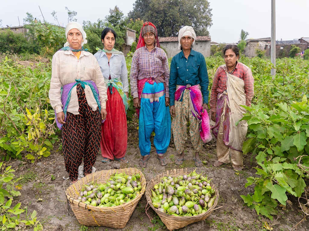 How to grow brinjal, image source - pexels