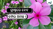 ଗରମ ଦିନରେ କରନ୍ତୁ ଏହି ଫୁଲ ଚାଷ...!