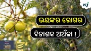 ଏହି ଫଳ ରୋଗ ପ୍ରତିରୋଧକ ଶକ୍ତିକୁ ମଜବୁତ କରିବ.....!