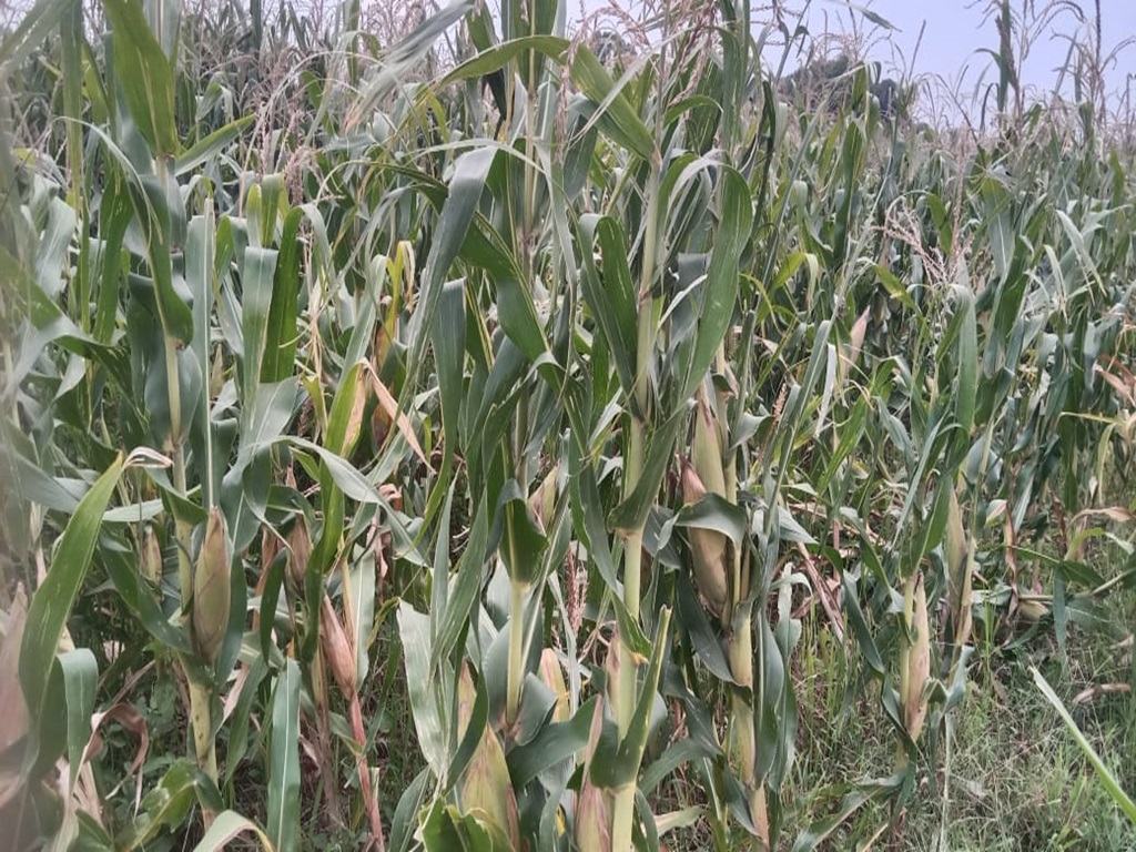 Cultivation of improved and hybrid varieties of maize