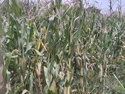 ଆସନ୍ତୁ ଜାଣିବା, କିପରି କରିବା ଉନ୍ନତ ତଥା ସଙ୍କର କିସମ ମକା ଚାଷ ?