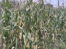 ଆସନ୍ତୁ ଜାଣିବା, କିପରି କରିବା ଉନ୍ନତ ତଥା ସଙ୍କର କିସମ ମକା ଚାଷ ? ଆସନ୍ତୁ ଜାଣିବା, କିପରି କରିବା ଉନ୍ନତ ତଥା ସଙ୍କର କିସମ ମକା ଚାଷ ?