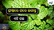 ସହଜ ପଦ୍ଧତିରେ ଘରେ କରନ୍ତୁ ପୁଦିନା ଚାଷ....!
